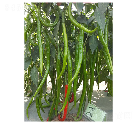 ����19��-�߽�����-������ҵ