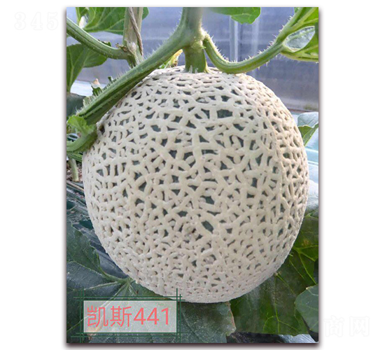 ��˹441-�������-����ũҵ