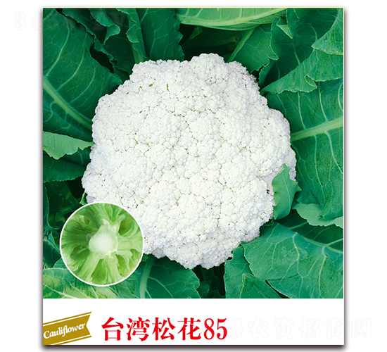 ̨���ɻ�85-��Ҭ������-����