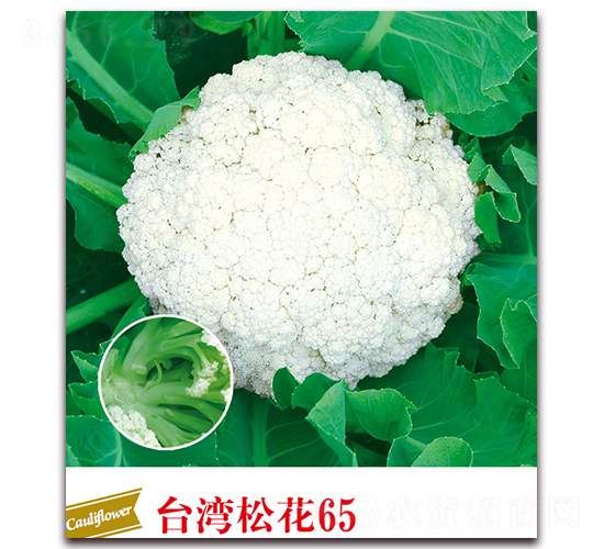 ̨���ɻ�65-��Ҭ������-����