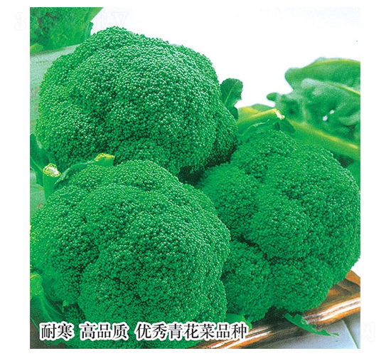 �ձ�Խ��-����������-������ҵ