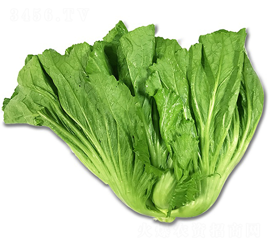 ̩��-Ҷ������-˳��