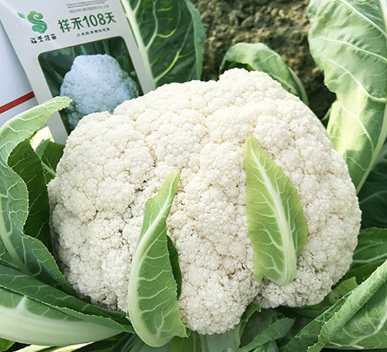 ���108���๣�ɻ�-��Ҭ������-˳��