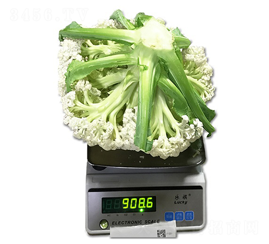 ���55���๣�ɻ�-��Ҭ������-˳��