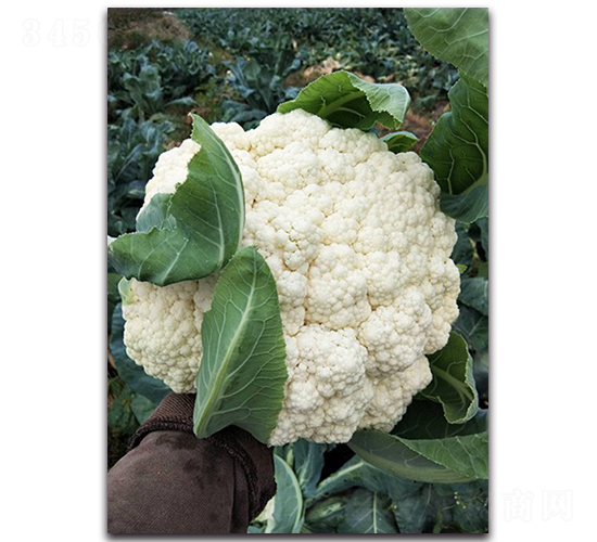 �������623�ɻ�-��Ҭ������-˳��