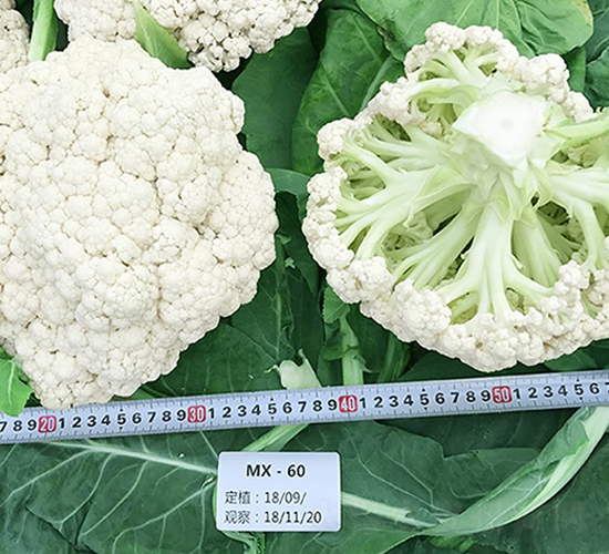 ̨������60���ɻ�-��Ҭ������-˳��