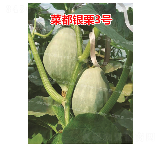 �˶�����3��-�Ϲ�����-�˶���ʢ