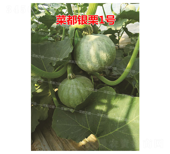 �˶�����1��-�Ϲ�����-�˶���ʢ