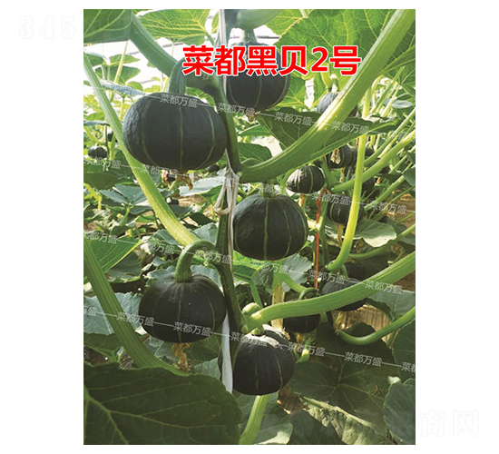 �˶��ڱ�2��-�Ϲ�����-�˶���ʢ