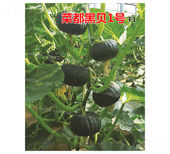 �˶��ڱ�1��-�Ϲ�����-�˶���ʢ
