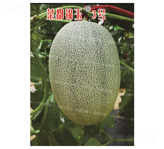 �˶�����3��-�������-�˶���ʢ
