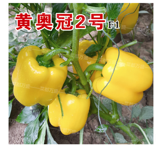 �ư¹�2��-��������-�˶���ʢ