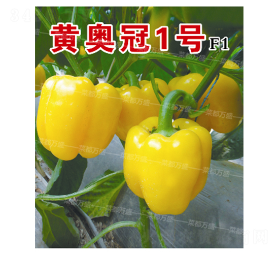 �ư¹�1��-��������-�˶���ʢ