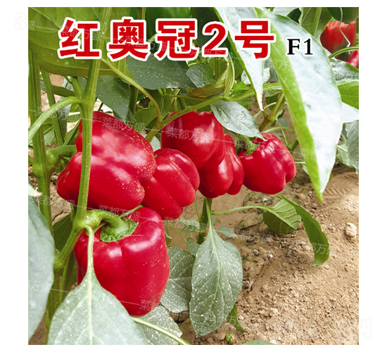 ��¹�2��-��������-�˶���ʢ