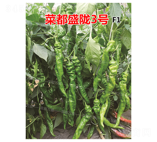 �˶�ʢ¤3��-��������-�˶���ʢ