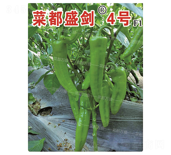 �˶�ʢ��4��-��������-�˶���ʢ