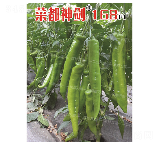 �˶���168-��������-�˶���ʢ