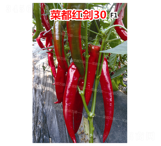 �˶��콣30-��������-�˶���ʢ