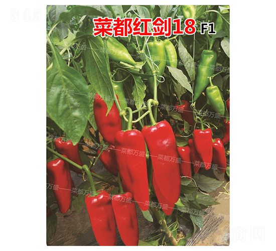 �˶��콣18-��������-�˶���ʢ