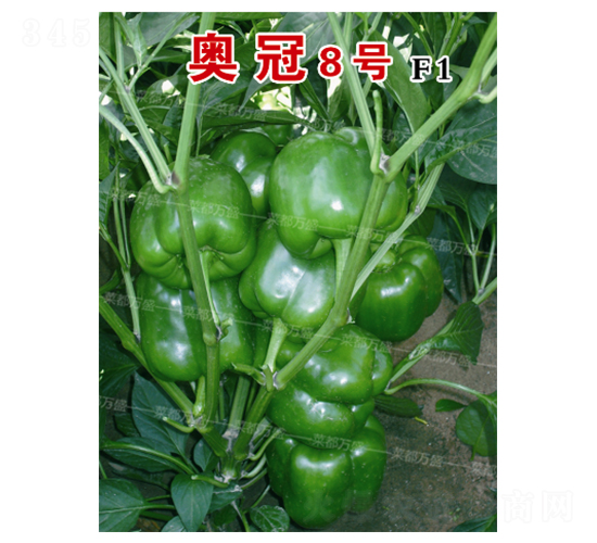�¹�8��-��������-�˶���ʢ