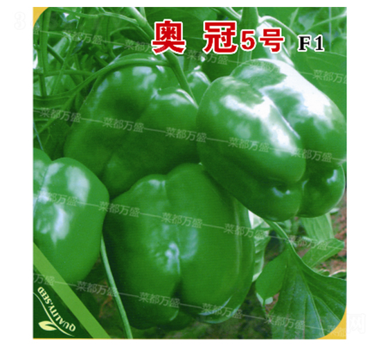 �¹�5��-��������-�˶���ʢ