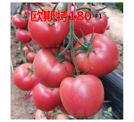ŷ˹��180-����������-�˶���ʢ