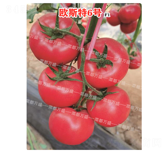 ŷ˹��6��-����������-�˶���ʢ