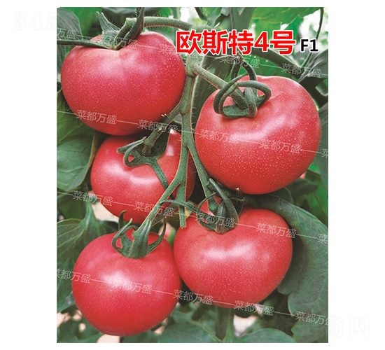 ŷ˹��4��-����������-�˶���ʢ
