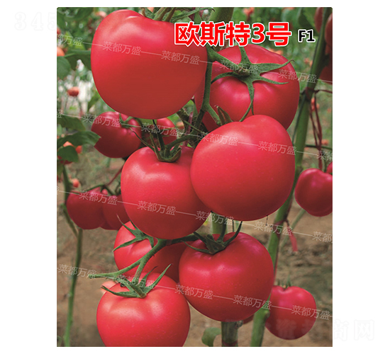ŷ˹��3��-����������-�˶���ʢ
