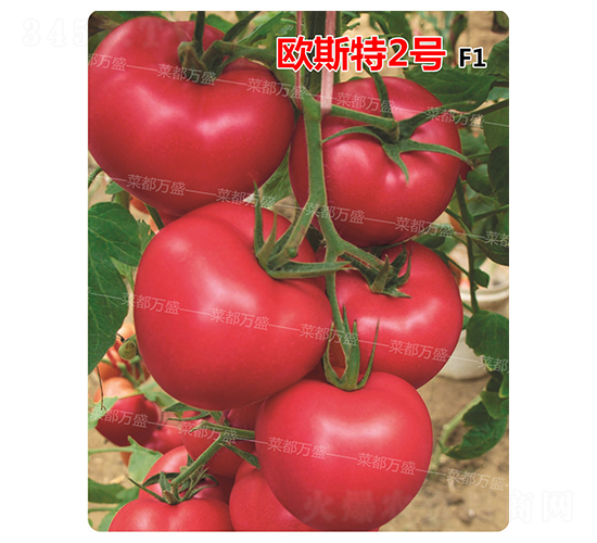 ŷ˹��2��-����������-�˶���ʢ