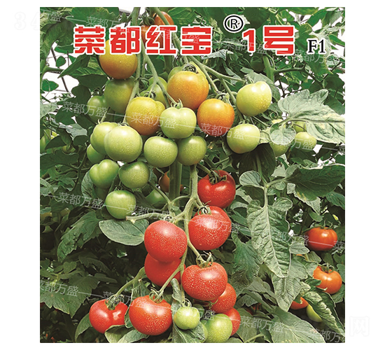 �˶��챦1��-����������-�˶���ʢ