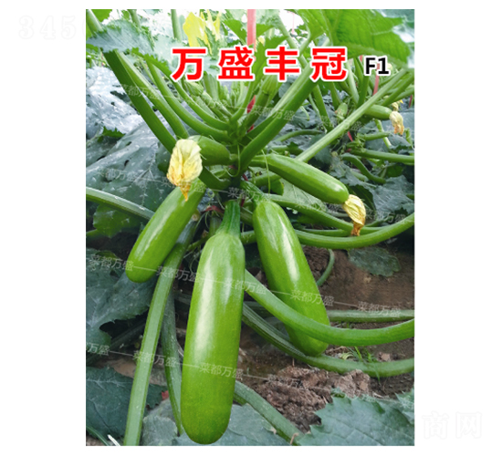 ��ʢ���-����«����-�˶���ʢ