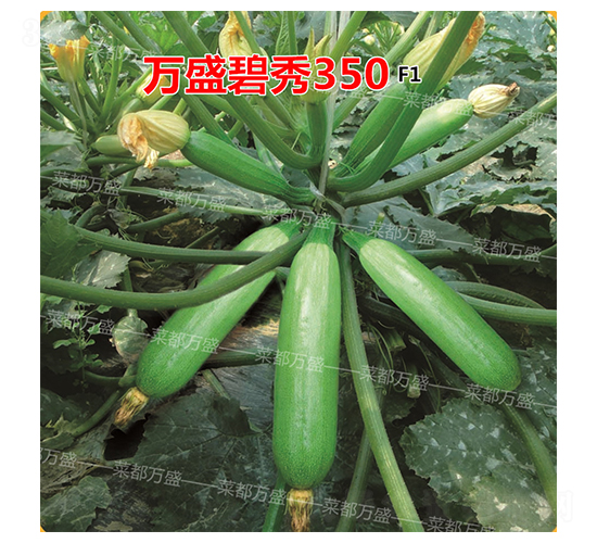 ��ʢ����350-����«����-�˶���ʢ