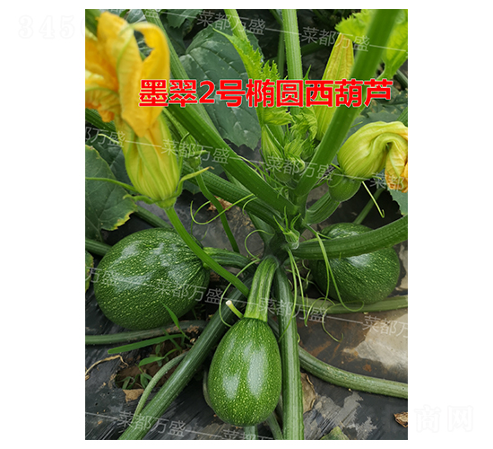 ī��2��-����«����-�˶���ʢ