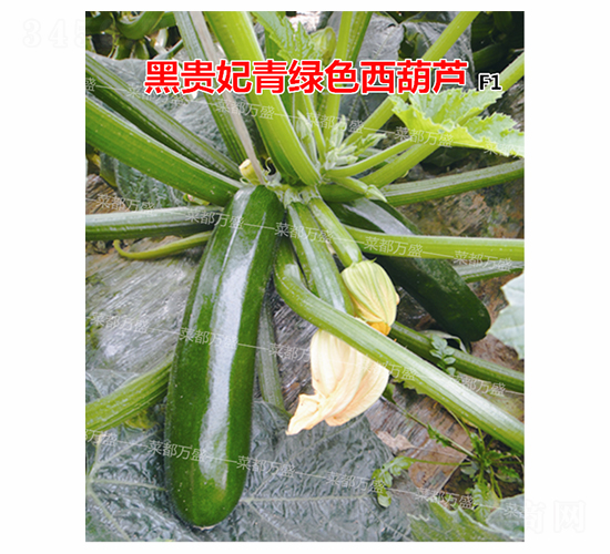 �ڹ���-����«����-�˶���ʢ