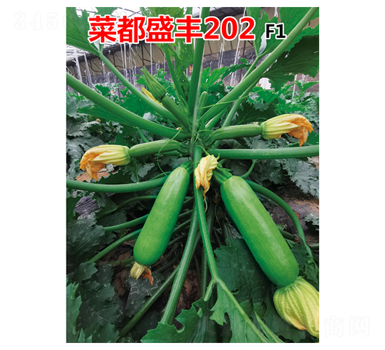 �˶�ʢ��202-����«����-�˶���ʢ
