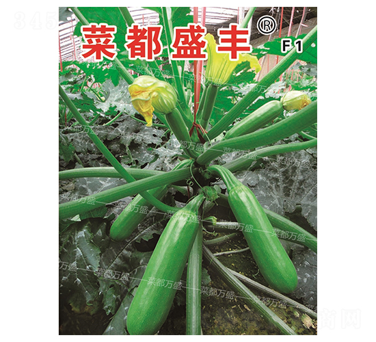 �˶�ʢ��-����«����-�˶���ʢ
