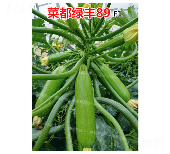 �˶��̷�89-����«����-�˶���ʢ