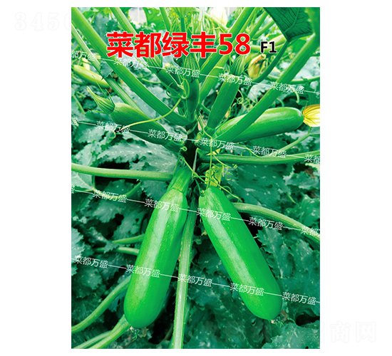 �˶��̷�58-����«����-�˶���ʢ