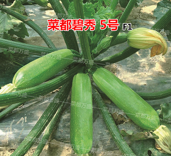 �˶�����5��-����«����-�˶���ʢ
