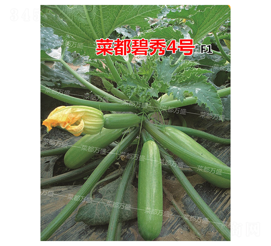 �˶�����4��-����«����-�˶���ʢ