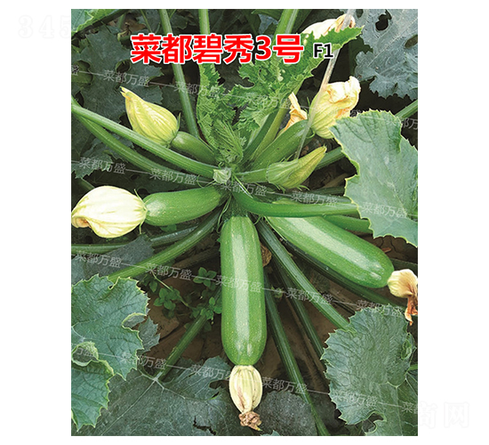 �˶�����3��-����«����-�˶���ʢ