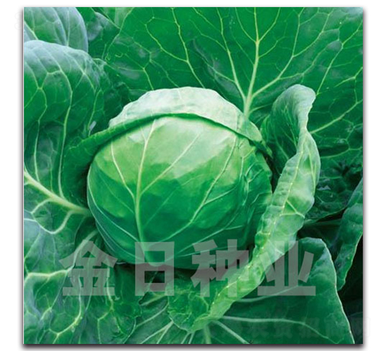 Ũ��55-��������-������ҵ