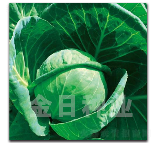Ũ��528-��������-������ҵ