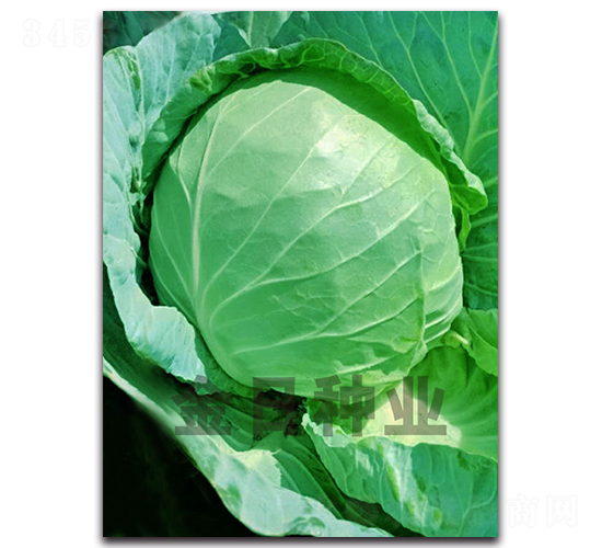���50-��������-������ҵ
