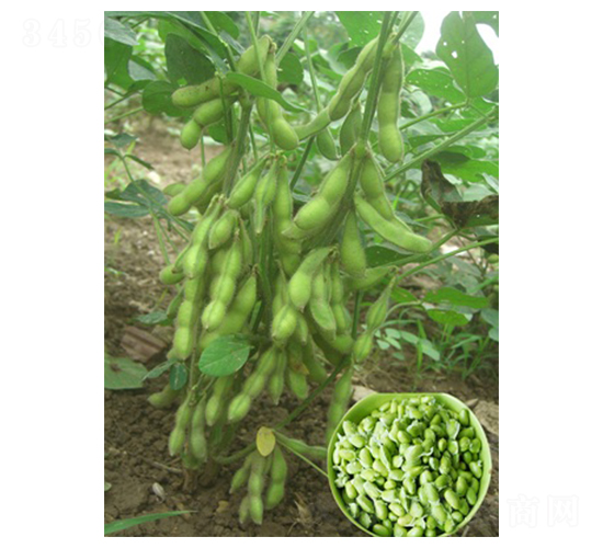 ���Ŵ���50-ë������-�ں�ũҵ