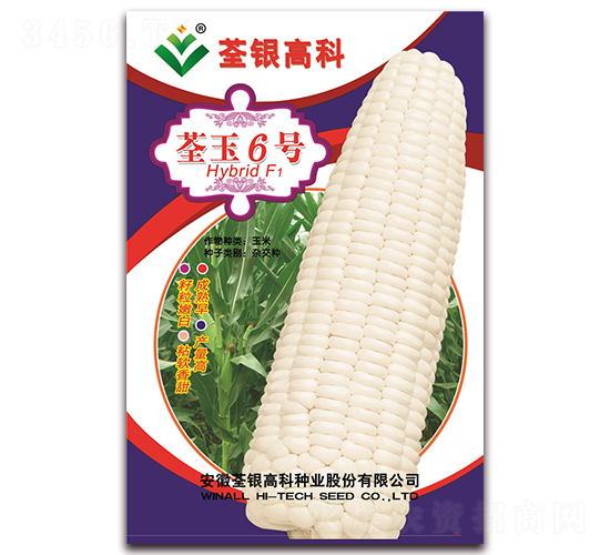 ����6��-Ŵ��������-�����ϲ�