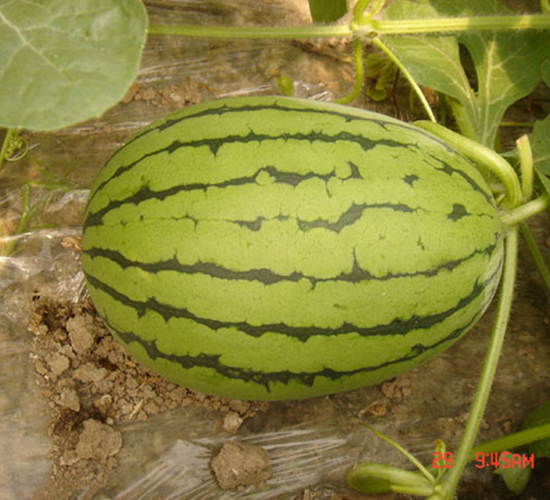 �μ���-��������-�����ϲ�
