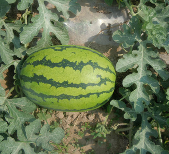 �л�����-��������-�����ϲ�