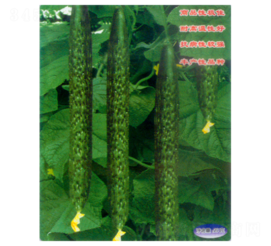 �п�968-�ƹ�����-������
